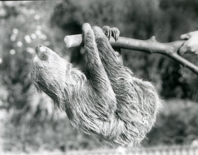 Et to-tået dovendyr som henger fra en kuttet gren, som holdes av en keeper, London Zoo, september 1925 av Frederick William Bond
