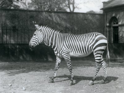 En sårbar Hartman's Zebra som står i paddocken i London Zoo av Frederick William Bond