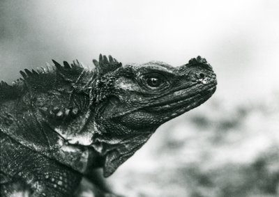 En sårbar Sailfin Lizard i London Zoo i 1928 (s/hv-bilde) av Frederick William Bond