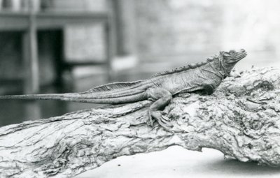 En sårbar Sailfin Lizard hviler på en tømmerstokk i London Zoo i 1928 (s/hv-bilde) av Frederick William Bond