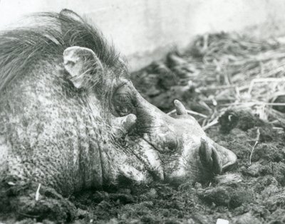 Et vortesvin hviler i gjørme i London Zoo, 1927 av Frederick William Bond