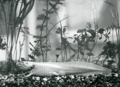 En hvit Axolotl / meksikansk salamander hviler på grus på gulvet i en tank ved London Zoo i 1928 (s/hv-bilde) av Frederick William Bond