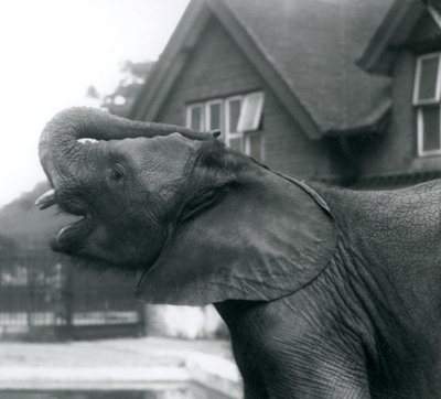 En ung afrikansk elefant med snabelen hevet på pannen, London Zoo, august 1925 av Frederick William Bond