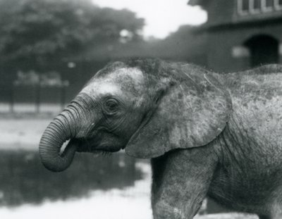 En ung afrikansk elefant med enden av snabelen i munnen, London Zoo, august 1925 av Frederick William Bond