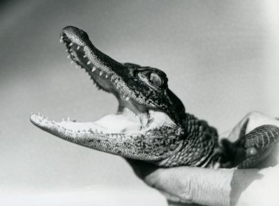 En ung alligator holdt rundt halsen av sin keeper, London Zoo, august 1928 (s/hv-bilde) av Frederick William Bond