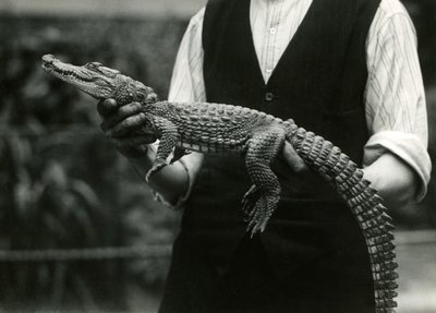 En ung amerikansk alligator holdt av sin keeper, London Zoo, 1924 av Frederick William Bond