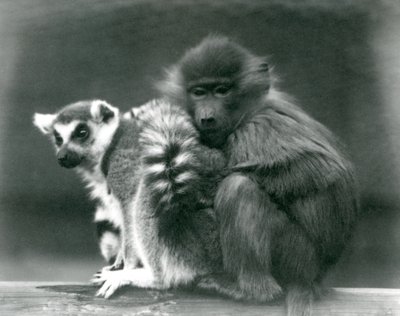 En ung bavian koser seg til en ringhalelemur på en bjelke, London Zoo, 1925 av Frederick William Bond