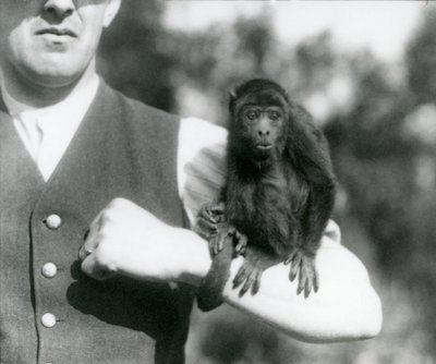 En ung Black Howler Monkey sitter på en manns arm med sin gripende hale viklet rundt håndleddet, London Zoo, 1923 (bw-bilde) av Frederick William Bond