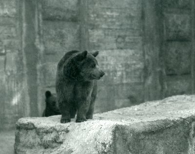 En ung brunbjørn i London Zoo, juni 1914 av Frederick William Bond