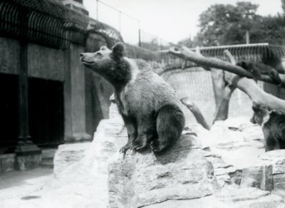 En ung brunbjørn sitter på en stein i forgrunnen med en annen gående bak, og tredje sover på en gren, London Zoo, august 1913 av Frederick William Bond