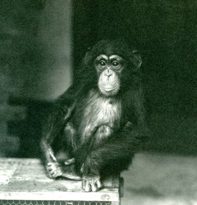 En ung sjimpanse sitter på en trekasse i London Zoo i 1924 (s/hv-bilde) av Frederick William Bond