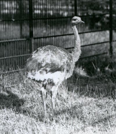 En ung Darwins/Lesser Rhea står på gress, ved siden av gjerdet til innhegningen, London Zoo av Frederick William Bond