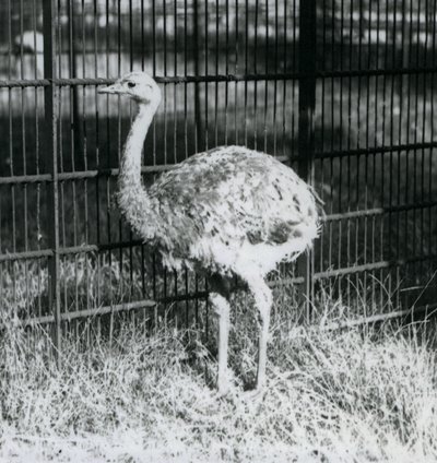 En ung Darwins/Lesser Rhea står på gress, ved siden av gjerdet til innhegningen, London Zoo av Frederick William Bond