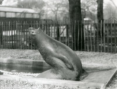 En ung selelefant som strekker seg bakover, London Zoo av Frederick William Bond