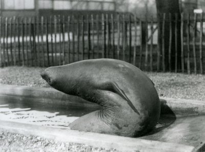 En ung selelefant som strekker seg bakover, London Zoo av Frederick William Bond