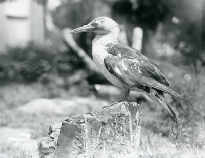 En ung sule står på en trestubbe i London Zoo i 1929 (s/hv-bilde) av Frederick William Bond