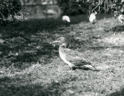 En ung sule står på gress i London Zoo i september 1927 av Frederick William Bond