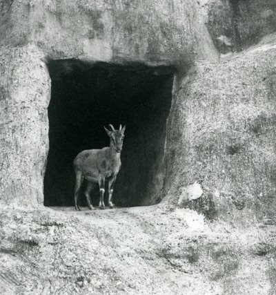 En ung gresk steinbukk som står i inngangen til hulen i de kunstige steinene til Mappin Terraces, London Zoo, august 1927 av Frederick William Bond