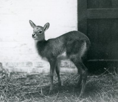 En ung Lechwe står på høy, London Zoo, januar 1926 av Frederick William Bond