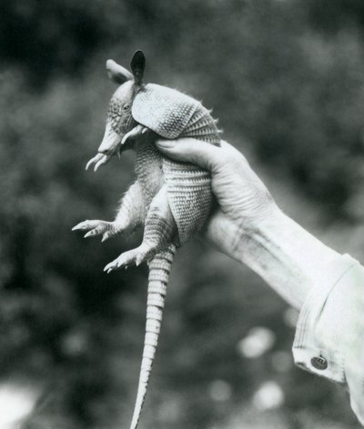 En ung ni-båndet beltedyrNi-båndet langneset armadillo holdt opp i en keeperhånd, London Zoo, august 1926 av Frederick William Bond