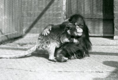 En ung orangutang klemmer en trekenguru i London Zoo i 1927 (s/hvitt-bilde) av Frederick William Bond