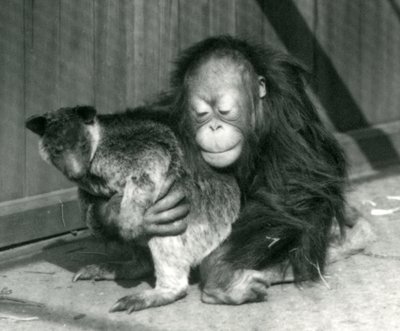 En ung orangutang klemmer en trekenguru i London Zoo i 1927 av Frederick William Bond