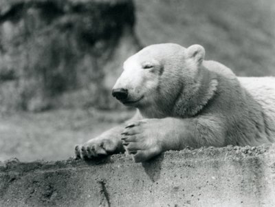 En ung isbjørn hviler på en betongkant i London Zoo i 1927 av Frederick William Bond