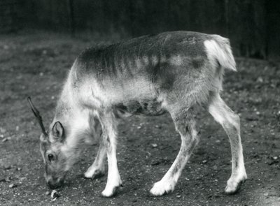 Et ungt reinsdyr i London Zoo, 1925 av Frederick William Bond