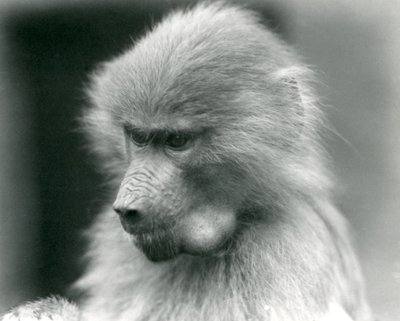 En ung hellig bavian med kinnposen full, London Zoo, 1925 av Frederick William Bond