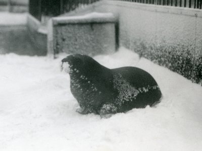 En ung hvalross i snøen, London Zoo, februar 1924 av Frederick William Bond