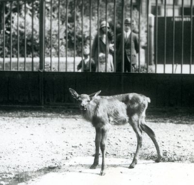 En ung Wapiti/Elk står i paddocken sin, med besøkende som ser på gjennom barer, London Zoo, august 1927 (s/hvitt-bilde) av Frederick William Bond