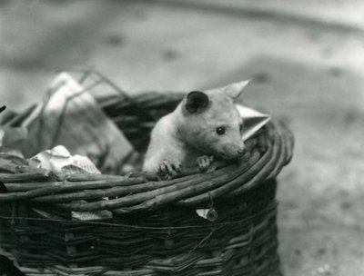 En ung albino Opossum titter ut av en kurv i London Zoo, oktober 1920 av Frederick William Bond