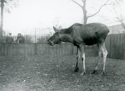En ung okse Elg/Elg, med sår fra nylig utgytt gevir, som står i paddocken hans i London Zoo (s/hv-bilde) av Frederick William Bond