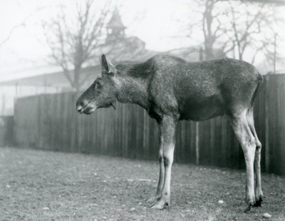En ung okse Elg/Elg, med sår fra nylig utgytt gevir, som står i paddocken hans i London Zoo (s/hv-bilde) av Frederick William Bond