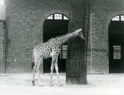 En ung kvinnelig giraff står foran et tre, i paddocken utenfor Giraffe House, London Zoo av Frederick William Bond