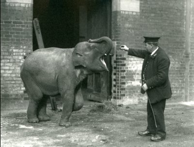 En ung kvinnelig indisk elefant med Keeper H. Robertson, London Zoo, 22. februar 1922 av Frederick William Bond