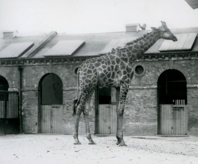 En ung mannlig sjiraff som står i paddocken sin foran Giraffe House, London Zoo av Frederick William Bond