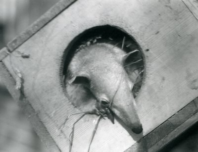 En ung tamandua titter ut av hekkeboksen sin, London Zoo, april 1925 av Frederick William Bond
