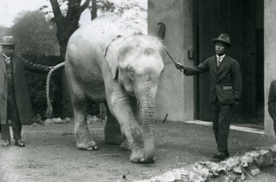 AlbinoWhite Burmese Elephant Pawah med ledsagere inkludert Dr. Saw Po Min, London Zoo, mai 1926 av Frederick William Bond