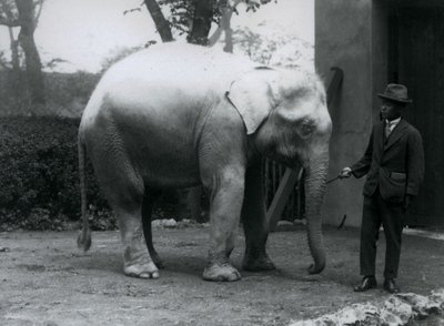 Albino White Elephant Pawah med Dr. Saw Po Minute, London Zoo, mai 1926 av Frederick William Bond