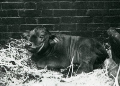 En AfricanCape Buffalo-kalv, født i menasjeriet 8. februar 1927, liggende i halm, London Zoo, februar 1927 av Frederick William Bond