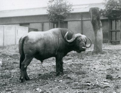 En afrikansk bøffel, eller Cape Buffalo, stående i paddocken hans i London Zoo, 1927 av Frederick William Bond