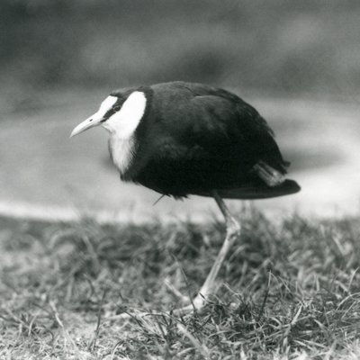 En afrikansk Jacana som står på gress i London Zoo, august 1927 av Frederick William Bond