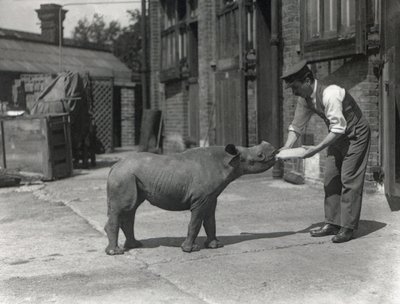 Et afrikansk neshorn, Kathlene og keeper Harry Warryck ved ZSL London Zoo, september 1928 av Frederick William Bond