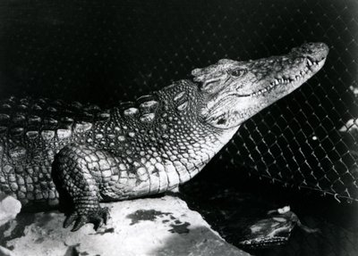 En amerikansk alligator i London Zoo i september 1924 av Frederick William Bond