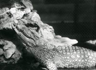 En amerikansk alligator hviler i et basseng og ser opp ved steinene ved siden av bassenget, London Zoo av Frederick William Bond
