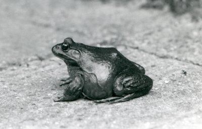 En amerikansk bullfrog, London Zoo, 1925 av Frederick William Bond