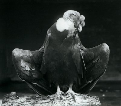 En Andeskondor hviler på en tømmerstokk, London Zoo, 1925 av Frederick William Bond