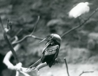 En Anhinga American DarterSnakebirdWater Turkey sitter på en gren i London Zoo i september 1927 av Frederick William Bond