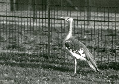 En arabisk bustard som står i innhegningen i London Zoo, 1924 av Frederick William Bond